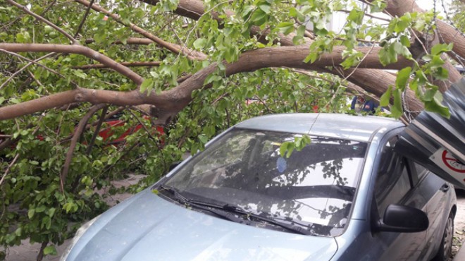 Korkutan olay: Ağaçlar arabaların üzerine devrildi
