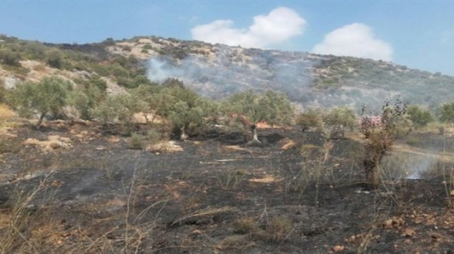 İzmir de korkutan yangın: Zeytinlik küle döndü!
