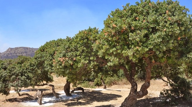 İzmir de Orman Bölge den sakız ağacı harekatı