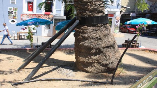 İzmir’de palmiyelere kelepçeli önlem!