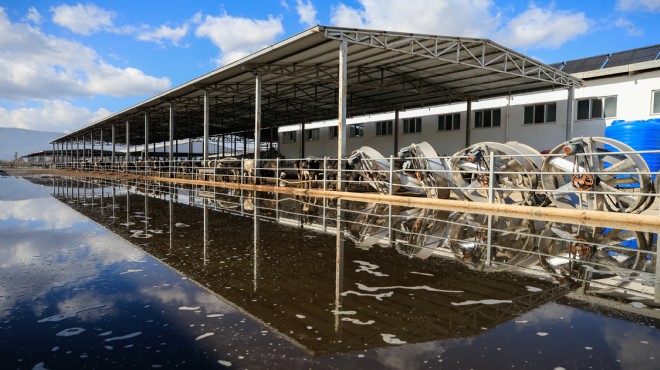 İzmir de rekor yağış tarım arazilerini göle döndürdü