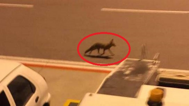 İzmir de sıradan bir gün: Uçaktan inenleri tilki karşıladı!