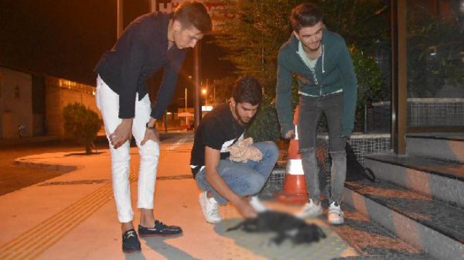 İzmir de sokak hayvanına korkunç işkence! Bulun şu caniyi!