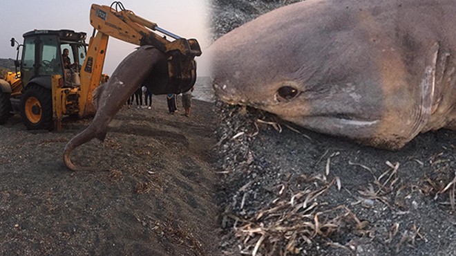 İzmir de yaklaşık 1 tonluk köpek balığı karaya vurdu