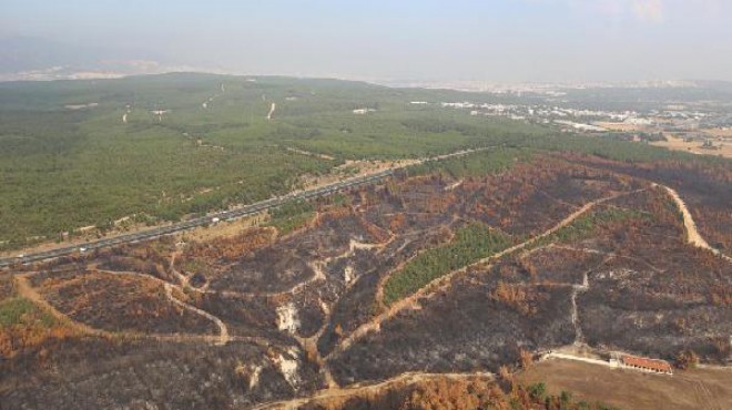 İzmir de yanan bölge için ağaçlandırma seferberliği