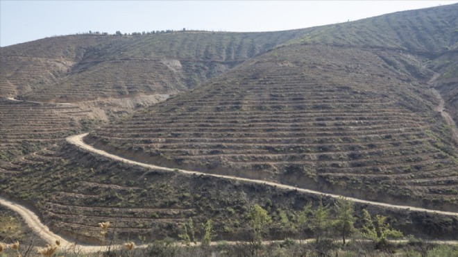 İzmir de yanan ormanlık alanda 6 milyon fidan toprakla buluşacak