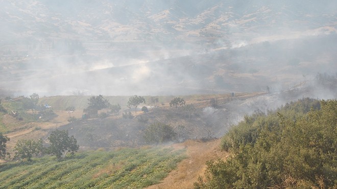 İzmir de yangın: Zeytin ve incir ağaçları kül oldu!