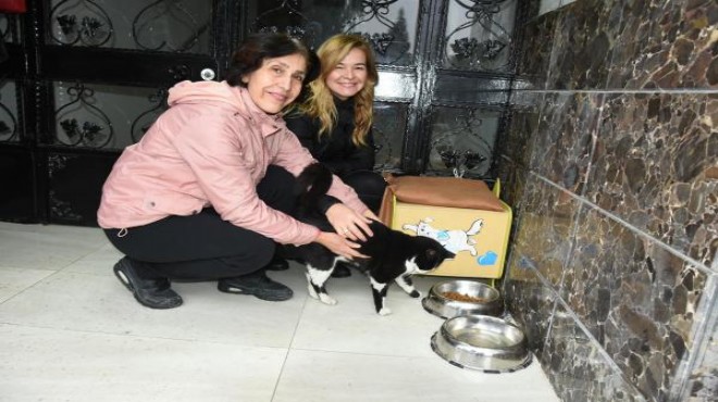 İzmir’de yine  kedilere mama  krizi: Kavgadan sonra dava!