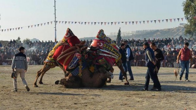 İzmir deki deve güreşi için  iptal  davası!