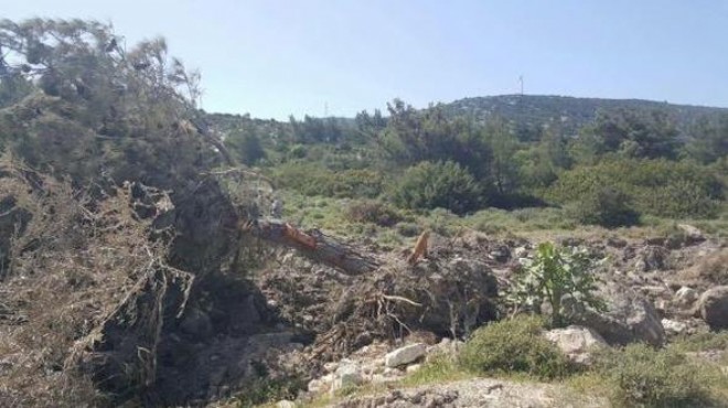 İzmir deki yol çalışmasında ağaç katliamı!