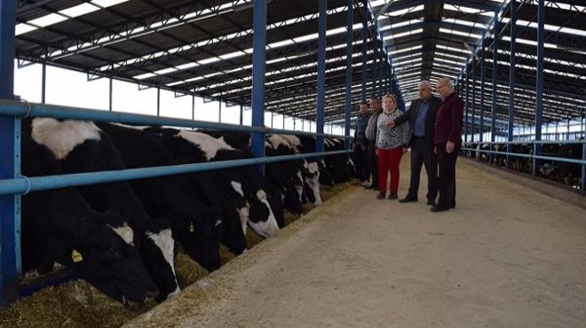 İzmir den bakanlığa  Süt inekleri kesilmesin  tepkisi