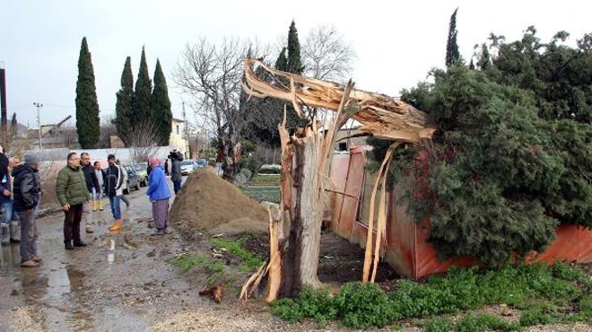 İzmir i rüzgar vurdu: Ağaçlar, direkler devrildi, seralar uçtu!