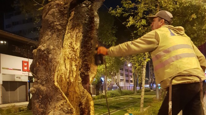 İzmir in anıt ağaçlarına gençlik aşısı