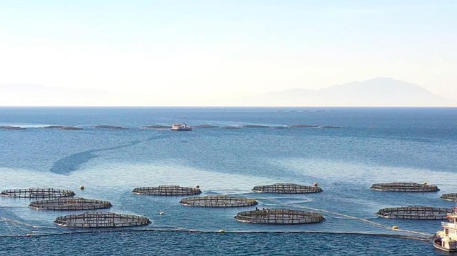 İzmir in cennet koyunda balık çiftliği işgali!