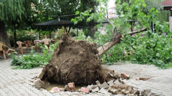 İzmir in o ilçesinde şiddetli rüzgar ağaçları kökledi!