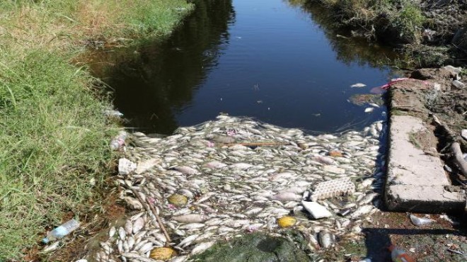 İzmir in ölüm kanalları: Balıklar öldü, vatandaş suya bile dokunamadı