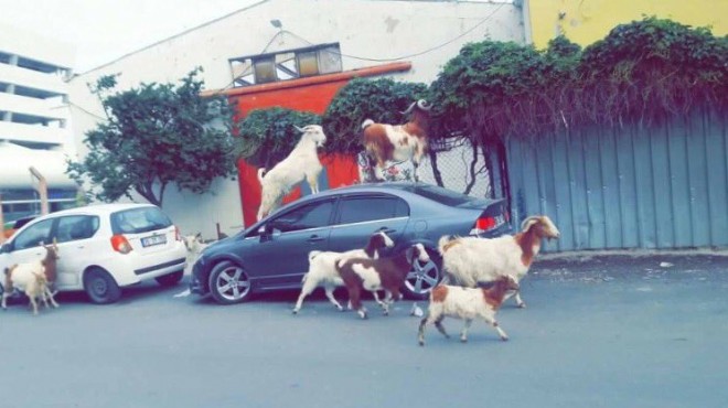 İzmir  keçileri  kaçırdı: Araç sahiplerine büyük şok!