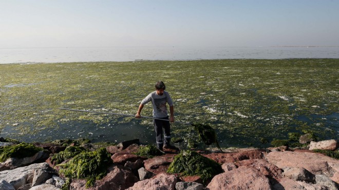 İzmir bu sorunun yanıtını arıyor: Denizdeki yeşil örtü zararlı mı?