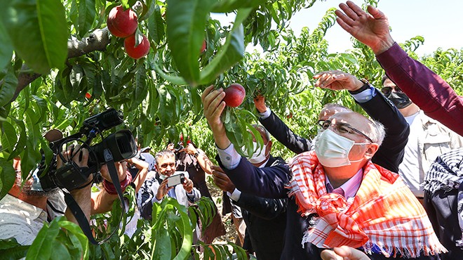 İzmir Valisi Köşger, Selçuk ta şeftali hasadına katıldı