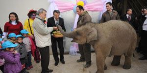 Doğal Yaşam’da minik fil İzmir’e “dev” parti