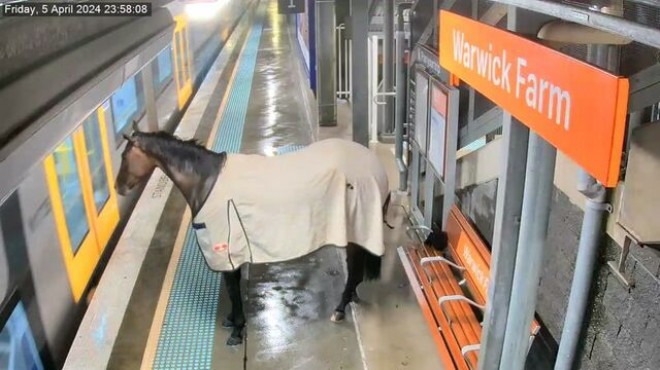 Kaçan yarış atı, tren istasyonuna daldı