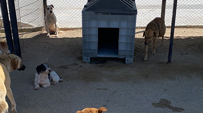 Karabağlar daki o köpekler AHBAP a emanet