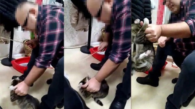 Kediye işkence yaptı: Akıl hastanesini boyladı!