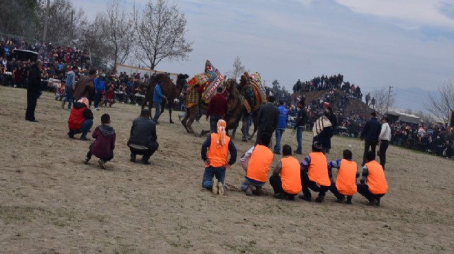 Kemalpaşa’da deve güreşi festivali nefesleri kesti