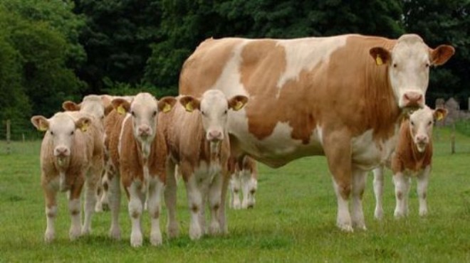 Köy- Koop: Damızlık süt hayvanları kesime gidiyor!