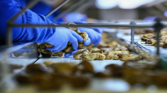 Kuru incir üretimi rekora koşuyor
