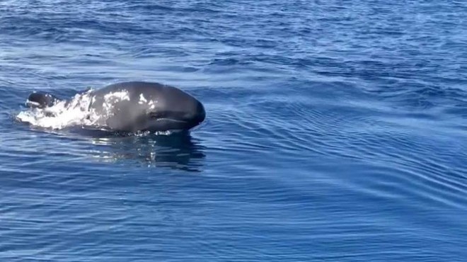 Kuzey Ege’de ilk defa görüntülendiler: Yalancı katil balinalar