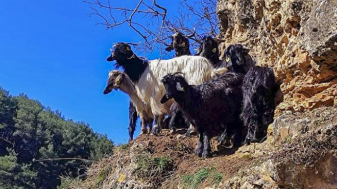 Mahsur kalan keçiler 6 saat sonra kurtarıldı