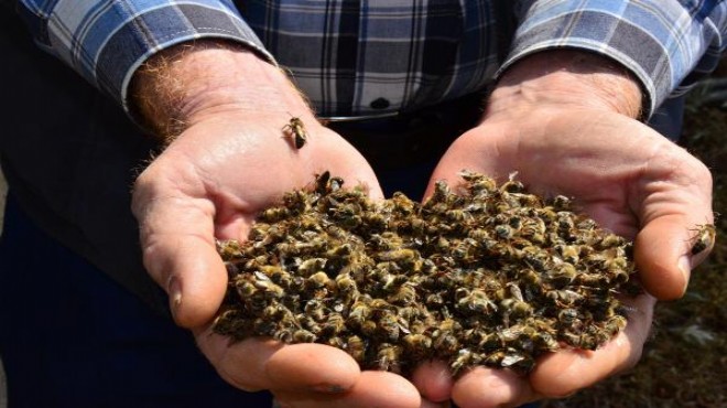 Manisa da 5 milyon arı telef oldu!