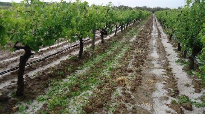 Manisa da dolu yağışı ekili alanlara zarar verdi