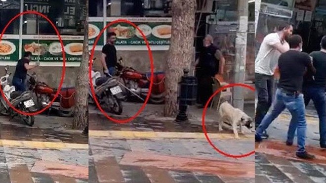Manisa da köpeği sopayla döven şahsa barınak cezası
