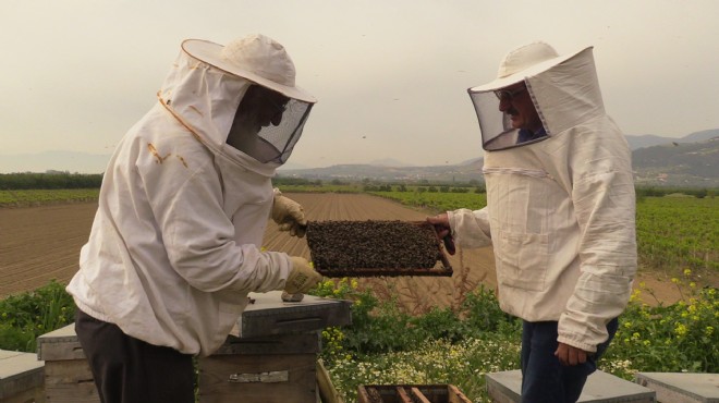 Manisa daki arı ölümleri endişelendiriyor
