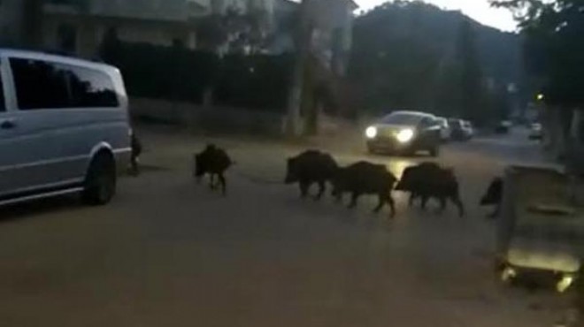 Marmaris merkezine domuz sürüsü indi!