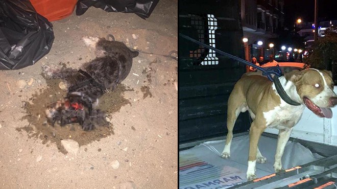Marmaris te dehşet! Pitbull, saldırdığı süs köpeğini öldürdü
