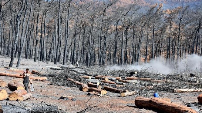 Marmaris te yangında zarar gören ağaçların kesimi sürüyor