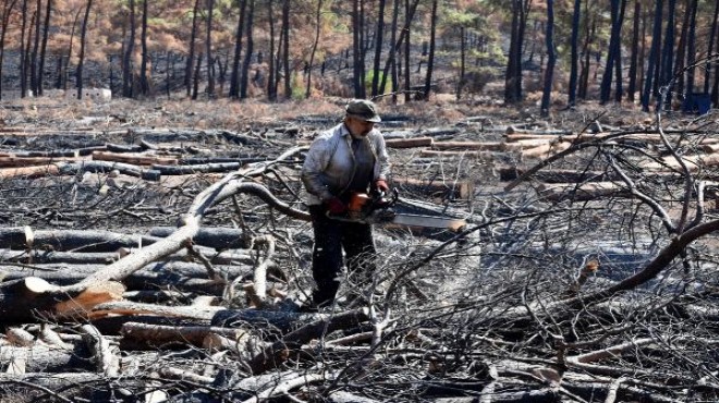 Marmaris te yangından zarar gören yaklaşık 500 hektar alan temizlendi