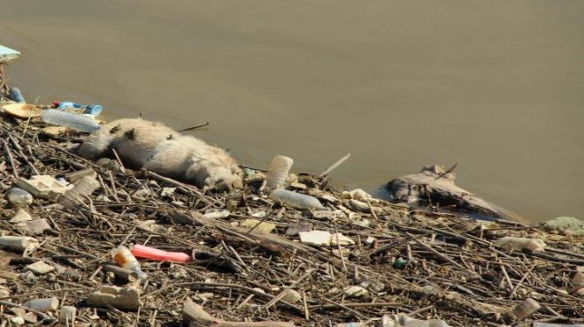 Menderes Nehri’ne atılan hayvan leşleri biyolojik bomba oldu!