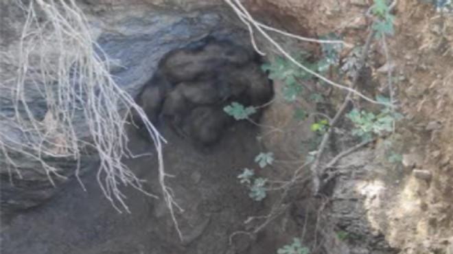 Menderes te belediye ekipleri 7 yavru domuzu kurtardı