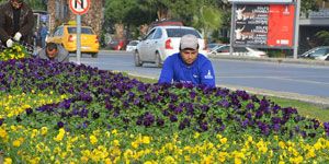 İzmir de menekşe zamanı: 4 milyon çiçek dikilecek