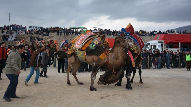 Menemen de deve güreşi şöleni: 20 bin kişi izledi