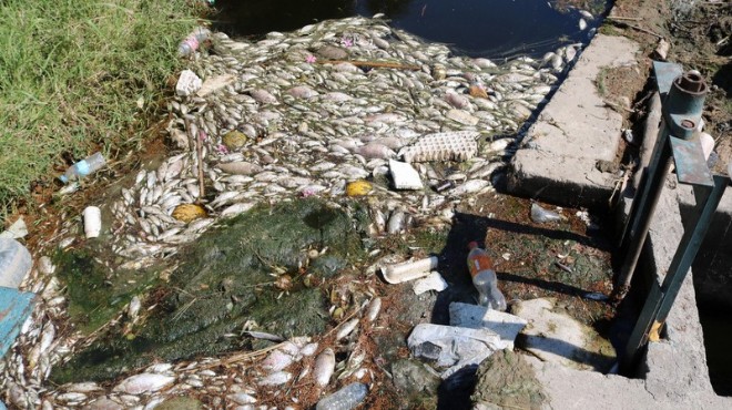 Menemen ve Foça daki balık ölümleri meclis gündeminde