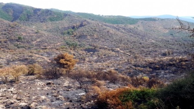 Milas ta 50 hektar tarım ve orman arazisi yandı