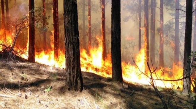 Milas ta ormanı yangını! Ekipler bölgede