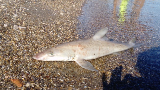 Muğla da ölü köpek balığı karaya vurdu