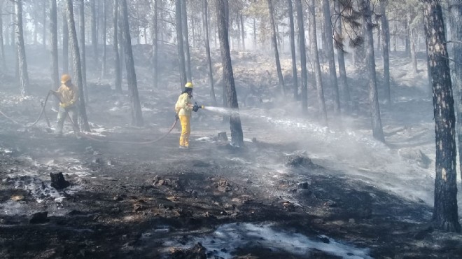 Muğla da orman yangını: 6 hektar kül oldu