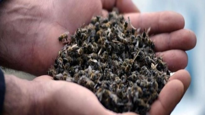Muğla daki toplu arı ölümlerinin nedeni belli oldu!